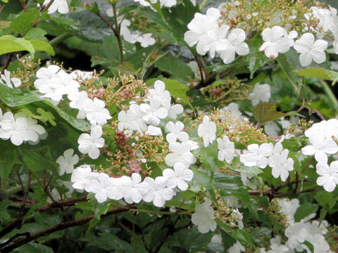 Viburnum opulus var. calvescens