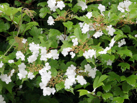 Viburnum opulus var. calvescens