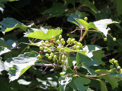 Viburnum opulus var. calvescens