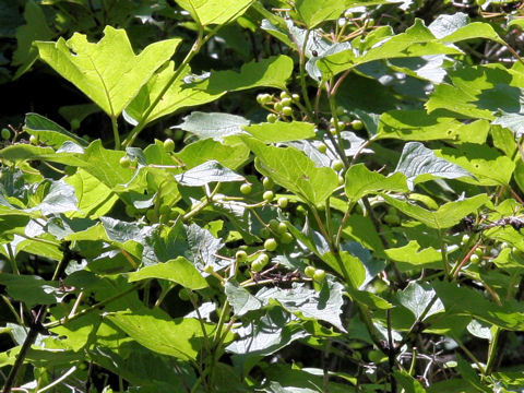 Viburnum opulus var. calvescens