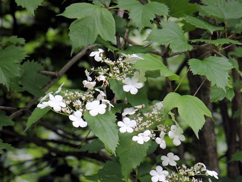 Viburnum opulus var. calvescens