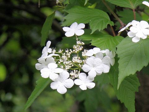 Viburnum opulus var. calvescens