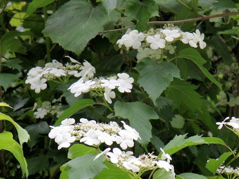 Viburnum opulus var. calvescens