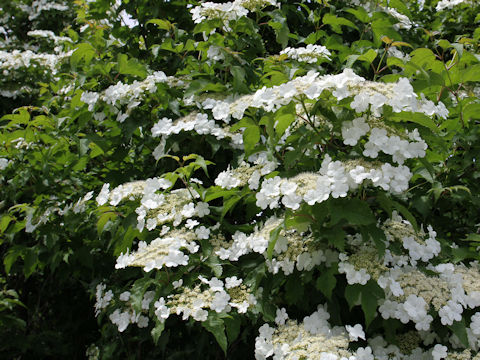 Viburnum opulus var. calvescens