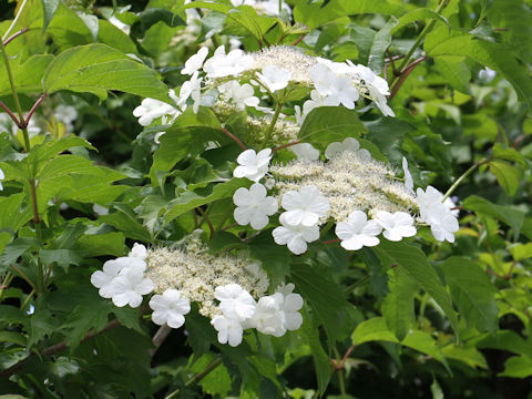 Viburnum opulus var. calvescens