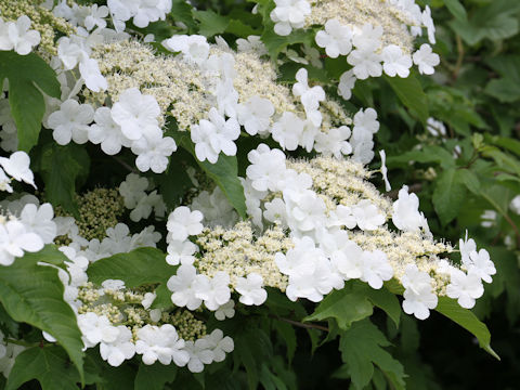 Viburnum opulus var. calvescens