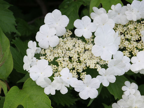 Viburnum opulus var. calvescens