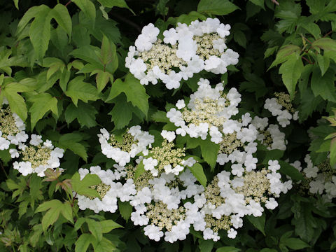 Viburnum opulus var. calvescens