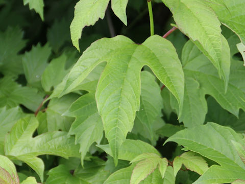 Viburnum opulus var. calvescens