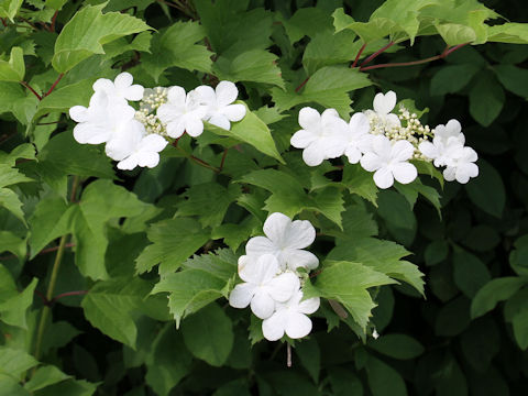 Viburnum opulus var. calvescens