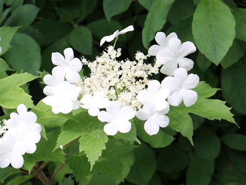 Viburnum opulus var. calvescens