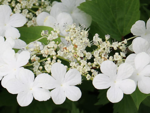 Viburnum opulus var. calvescens