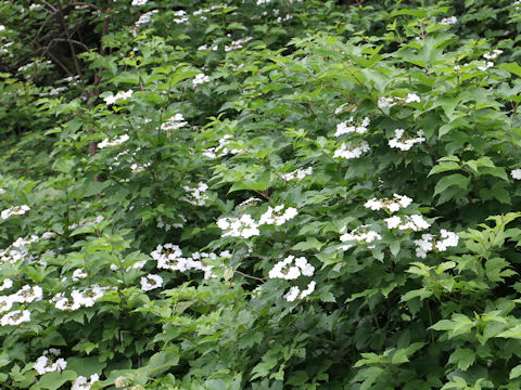 Viburnum opulus var. calvescens