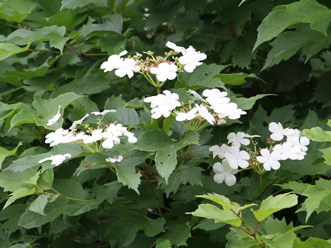 Viburnum opulus var. calvescens