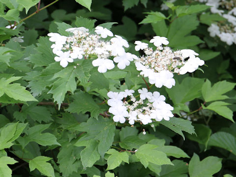 Viburnum opulus var. calvescens