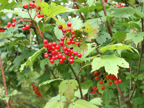 Viburnum opulus var. calvescens