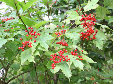 Viburnum opulus var. calvescens