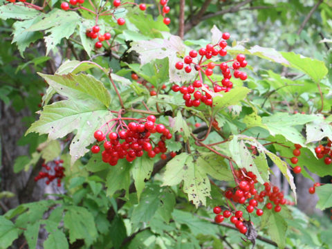 Viburnum opulus var. calvescens