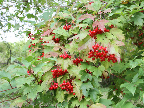 Viburnum opulus var. calvescens