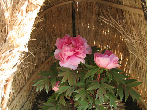 Paeonia suffruticosa var. hiberniflora