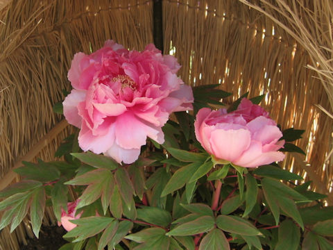 Paeonia suffruticosa var. hiberniflora