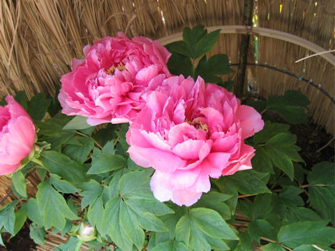 Paeonia suffruticosa var. hiberniflora