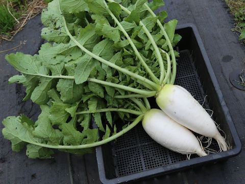 Raphanus sativus var. hortensis