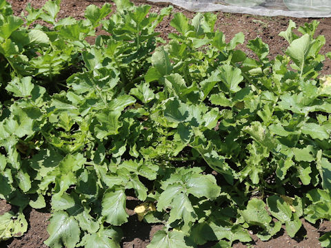 Raphanus sativus var. hortensis