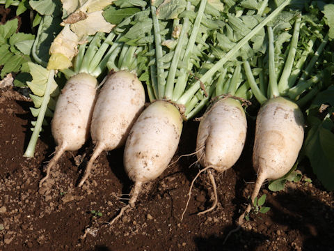 Raphanus sativus var. hortensis