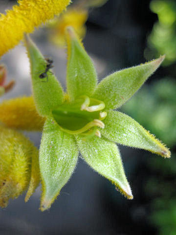 Anigozanthos manglesii