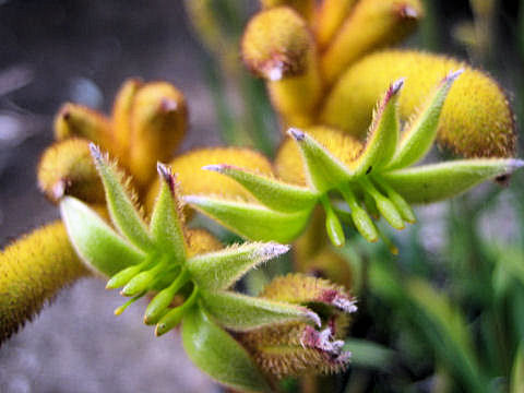 Anigozanthos manglesii