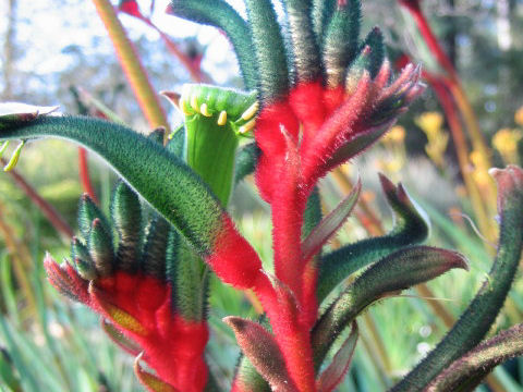 Anigozanthos manglesii