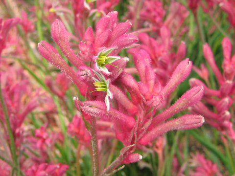 Anigozanthos manglesii