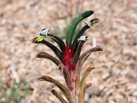 Anigozanthos manglesii