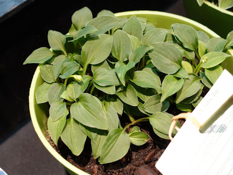 Hosta capitata