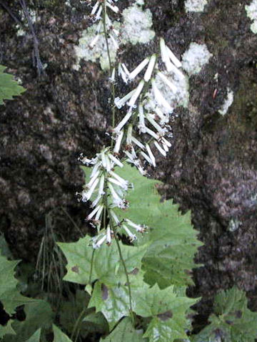 カニコウモリ Cacalia Adenostyloides