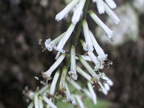 Cacalia adenostyloides