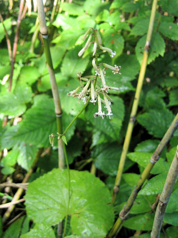 Cacalia adenostyloides