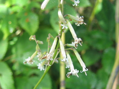 Cacalia adenostyloides