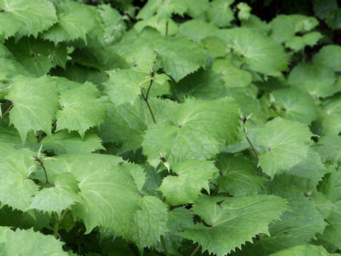 Cacalia adenostyloides