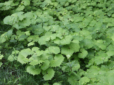 Cacalia adenostyloides