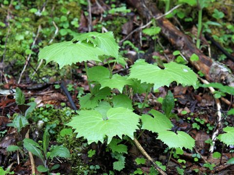 Cacalia adenostyloides