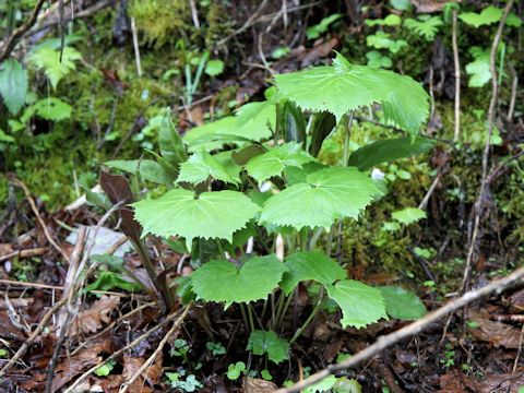 Cacalia adenostyloides