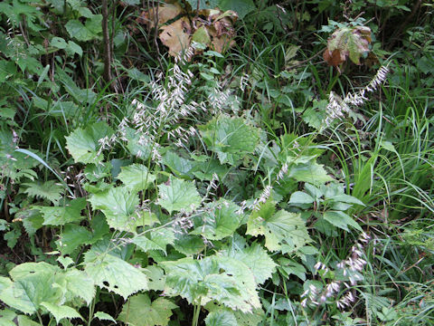 Cacalia adenostyloides