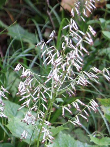 Cacalia adenostyloides