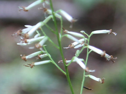 Cacalia adenostyloides