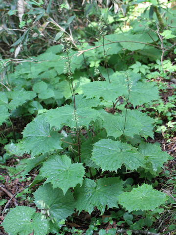 Cacalia adenostyloides