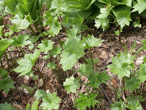 Cacalia adenostyloides