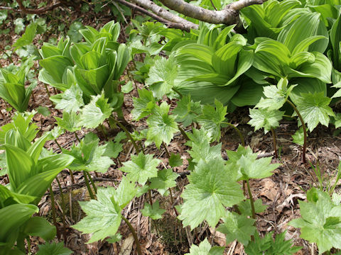 Cacalia adenostyloides