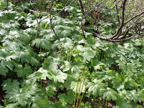 Cacalia adenostyloides